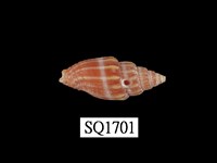 藏品(蛹筆螺)的圖片